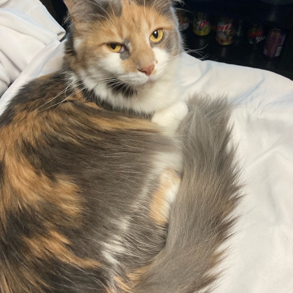 Hey! Welcome to my closet. I love shopping, making deals, and sharing my stuff! - Picture 7 of 7